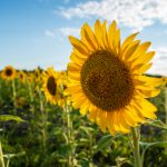 从传统到现代:6t体育在全球范围内的影响与发展 s1s6doj