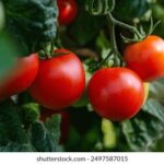 360足球直播无插件高清流畅在线观看体验 bfxc72