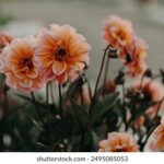 360足球直播视频在线观看高清免费全场回放 u4cnlqwu